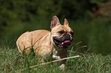 BOULEDOGUE FRANCAIS 863